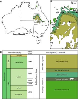 New Ankylosaurian Cranial Remains From the Lower Cretaceous (Upper Albian) Toolebuc Formation of Queensland, Australia